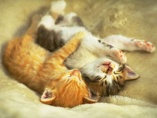 adorable kittens hug day