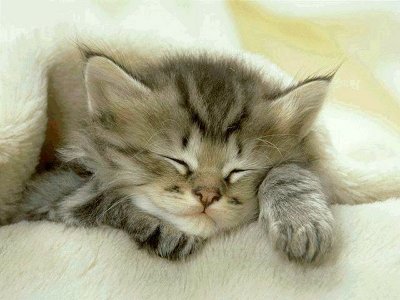 adorable kitten sleeping kitten