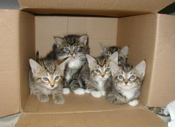 adorable kittens box of kittens