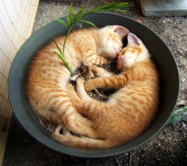 adorable kittens cute cat