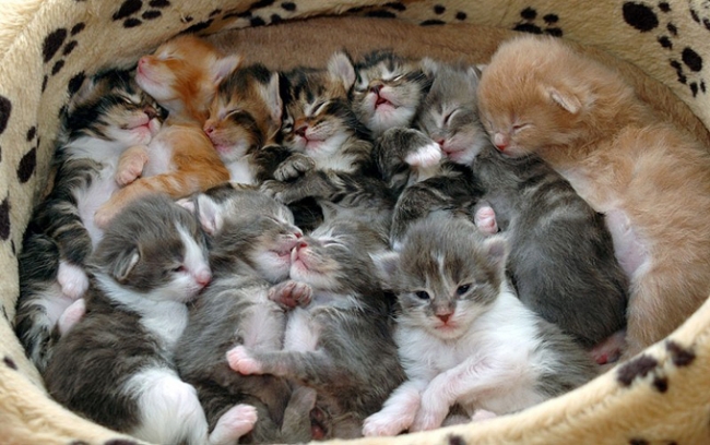 adorable kittens basket of kittens gif
