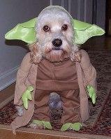 Cute Pets in Costumes