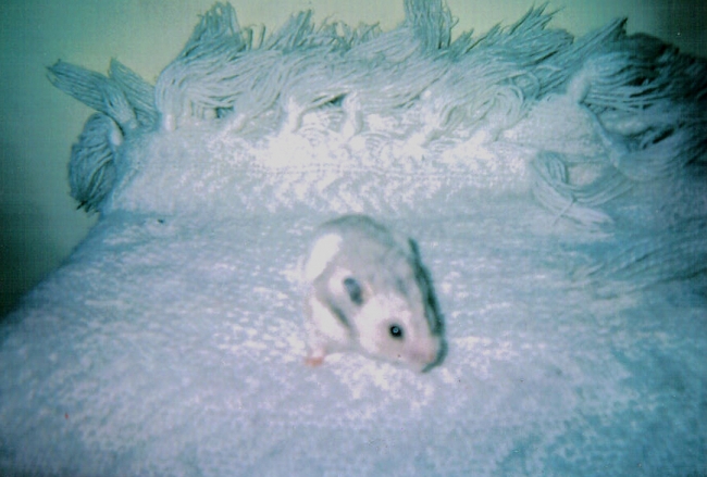 this hamster is called Nibbles...he was so cute...he is dead now so i cant cuddle him...:...xxx