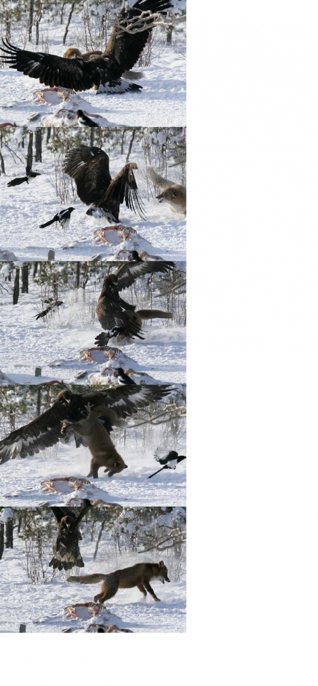 A Golden Eagle fights with a fox over some carcass.
