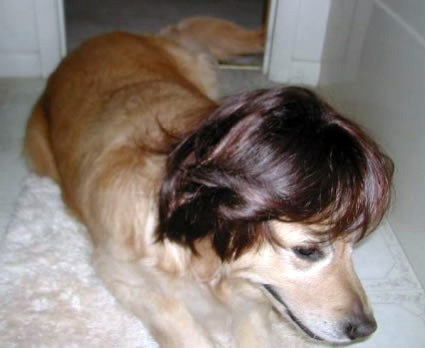Dog wearing a wig