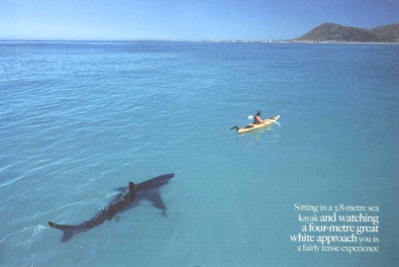 Kayaking with a shark can be tense