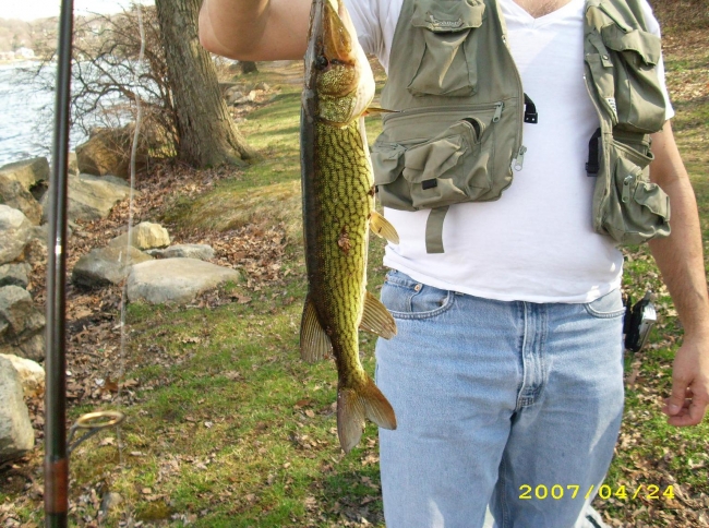 A chain pickerel that I caught over the summer, a fair size concidering the fact that my lake has weeds that can kill ones that big, I'm guessing a good 20 to 22 inches.  Oh and my dad's holding it cause I'm the only one who knows how to use the camera.