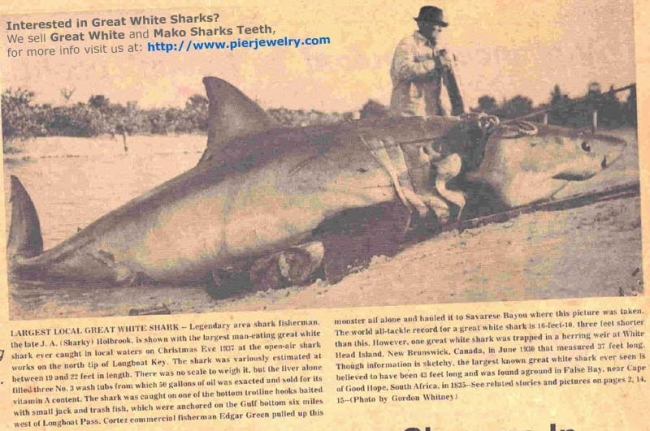 This was an article taken around 70 to 80 years ago, the biggest white shark caught on record.