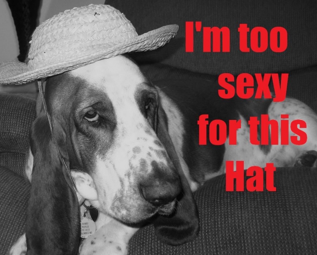 This is my dog Dumbo. He's to sexy for this hat.
