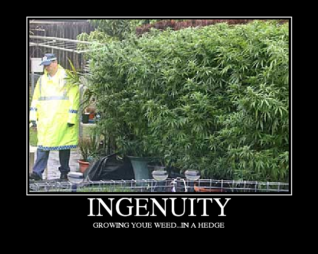 GROWING YOUR WEED...IN A HEDGE