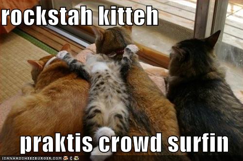 LOL CATS!