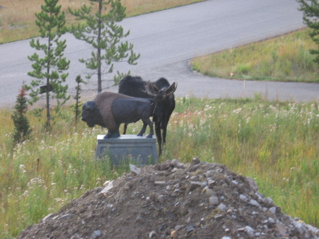 moose and buffalo