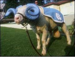 phoo of north carolina mascot... anything other than the blue horns stick out in the photo?