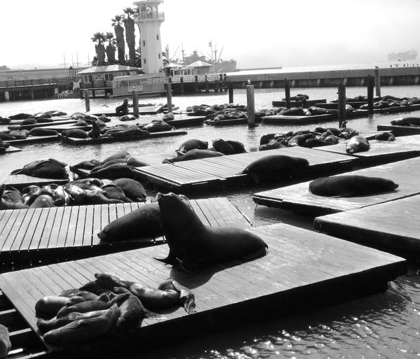 A picture I took of the seals that took over Pier 39 in San Francisco