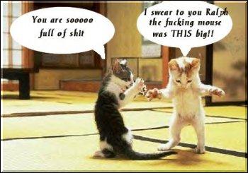 See what cats are saying these days.