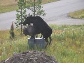 stupid moose getting freaky with a bull statue in Alaska