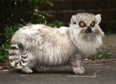 lemur cat