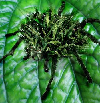 fern spider