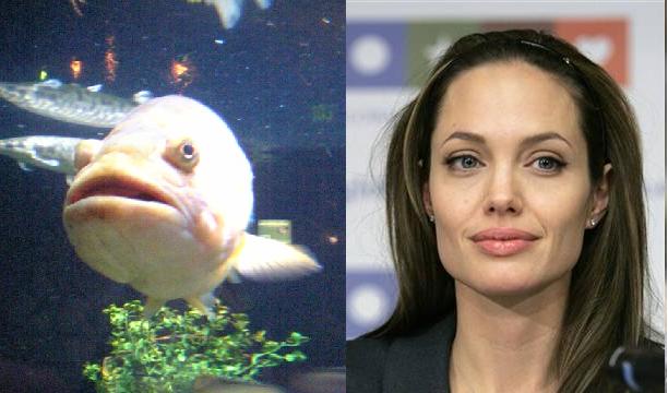 Celebrity's Animal Look-a-Likes