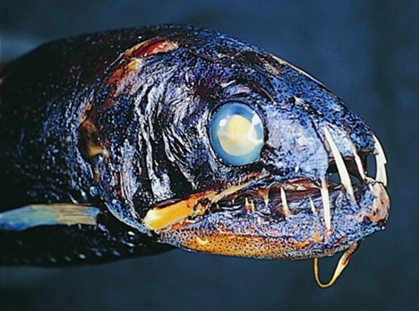 Rarest Fish