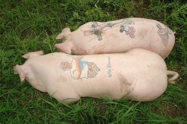 Pigs With Tattoos