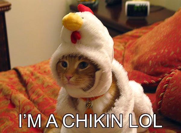 funncy cat im a chikin lol - I'M A Chikin Lol