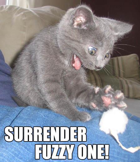 funny cat crazy cute animals - Surrender Fuzzy One!