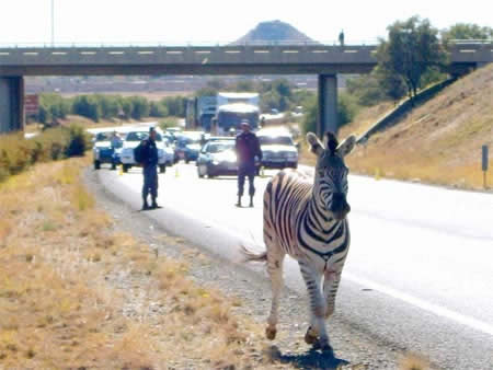 Only In Africa!