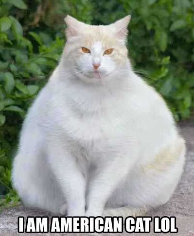 funny cat lol fat cats - Tam American Cat Lol