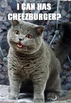 funny cats - british shorthair i can has cheezburger - I Can Has Cheezburger?