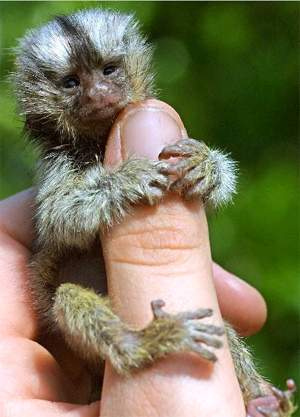 Finger Sized Animals