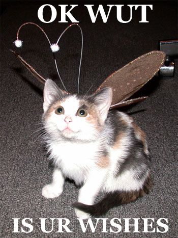 funny cat fairy meme - Ok Wut Is Ur Wishes