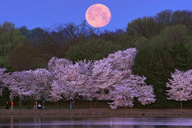 Amazing Moon Shots