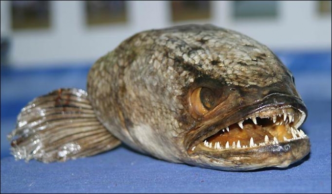 a fish that looks like frankenstein