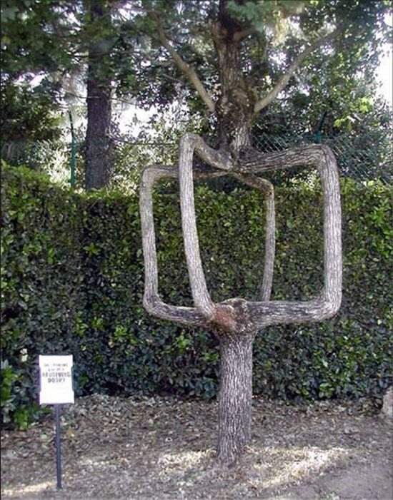 Weird Shaped Trees