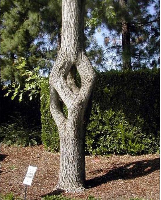 Weird Shaped Trees
