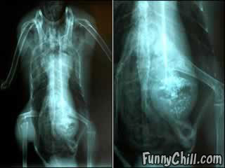 Painful X-rays