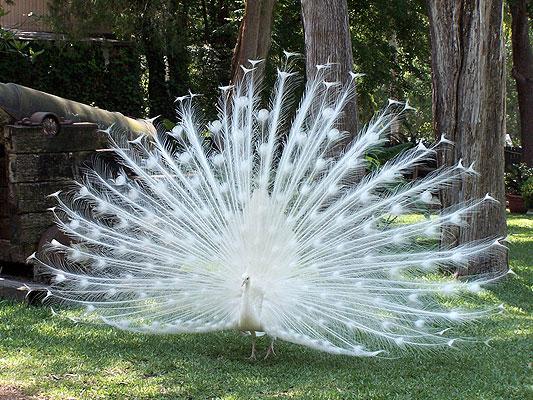 A All White Male Peacock