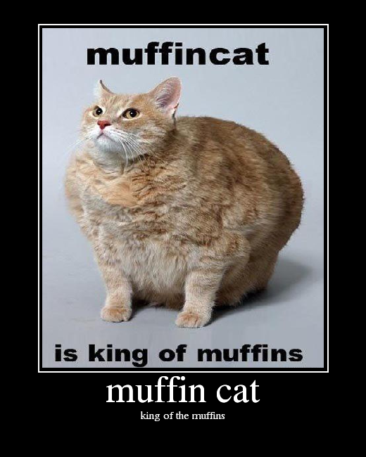 muffin cat. king of the muffins. 