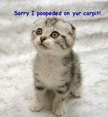 Funny, Cute Cat Picture