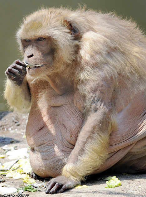 Morbidly Obese Monkey