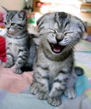 Laughing animals