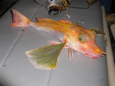 really strange fish