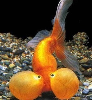 really strange fish