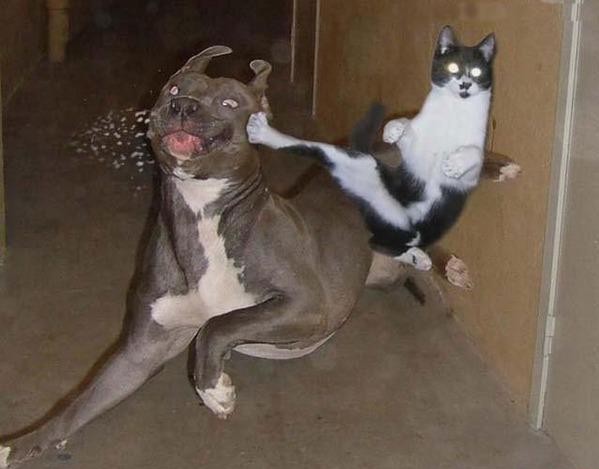 damn that cat knows karate