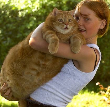 Largest cat that succumbed to a kidney disorder that also caused his large size.