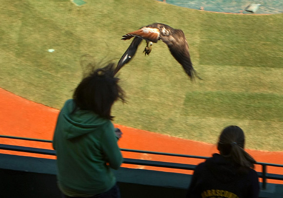 A 13-year-old girl touring Fenway Park was attacked by a red-tailed hawk that drew blood from her scalp.

