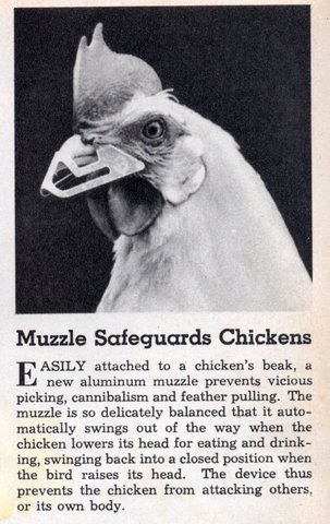 An old news clipping for chicken muzzles. A protective device to cover the chickens beak allowing it to eat but not to hurt others or itself.