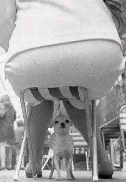 Run little dog that stool wont hold out forever