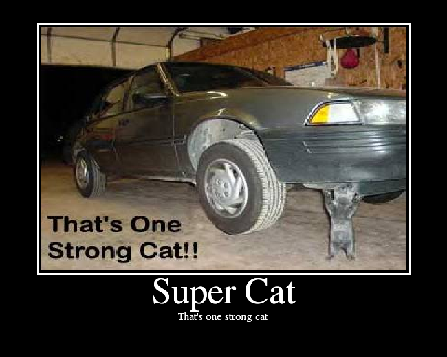 That's one strong cat